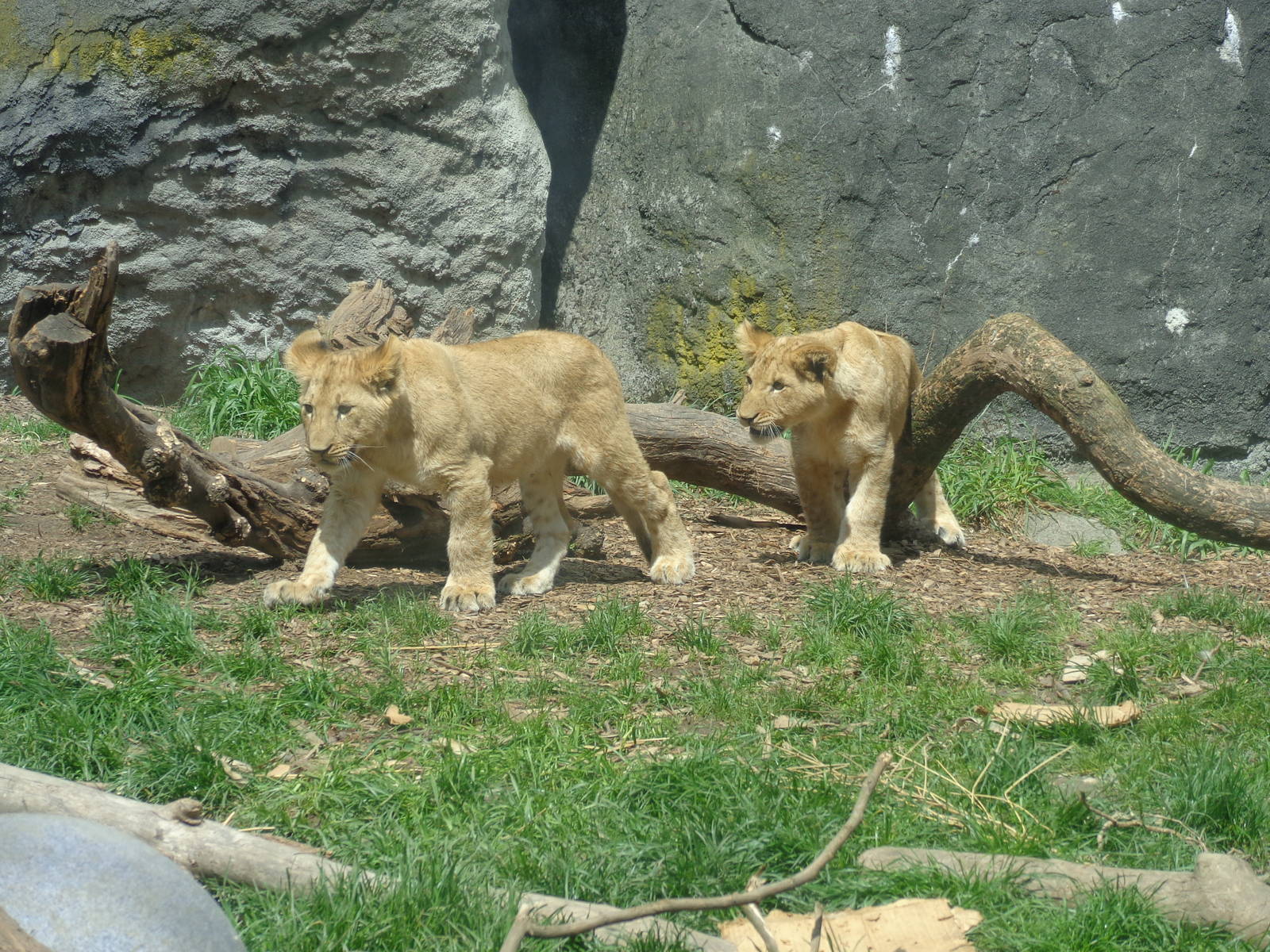 Lion cubs