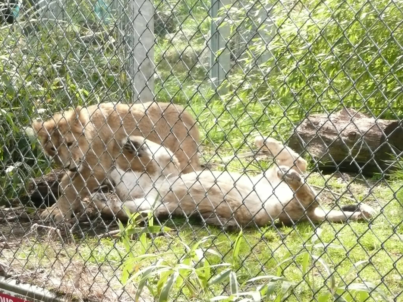 Lion cubs