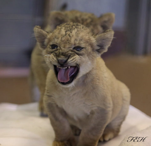 lion cubs