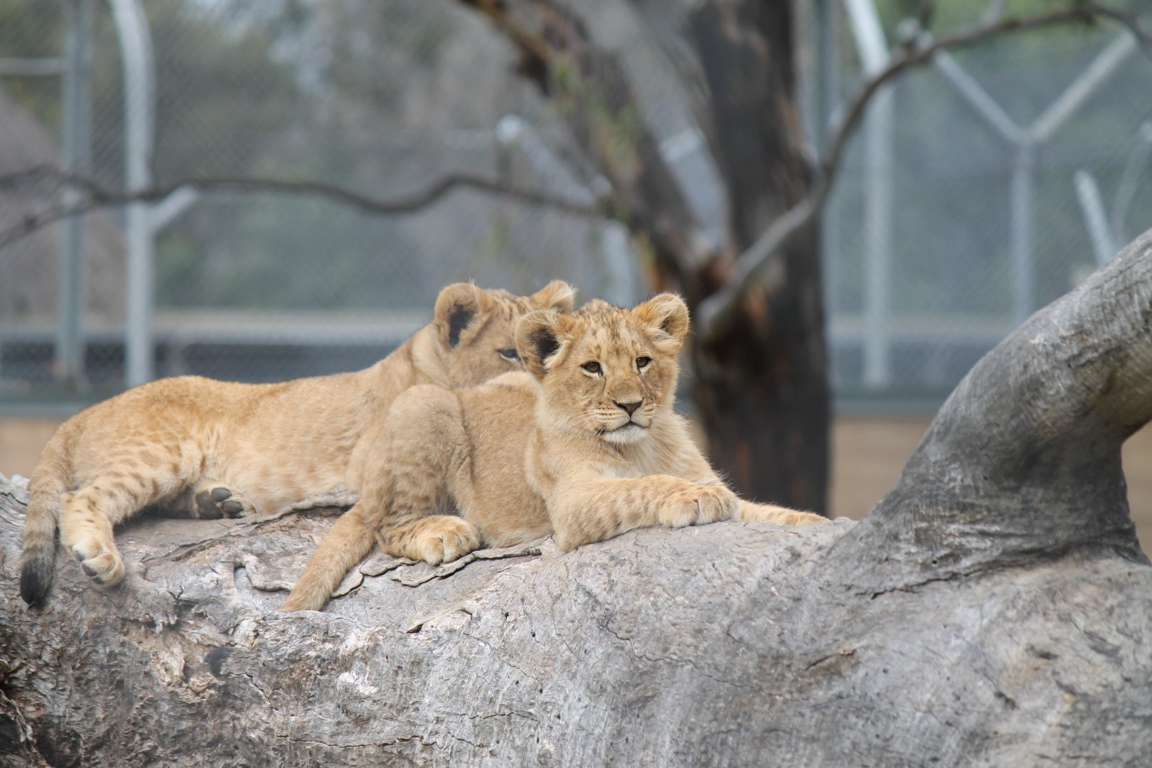 Lion Cubs