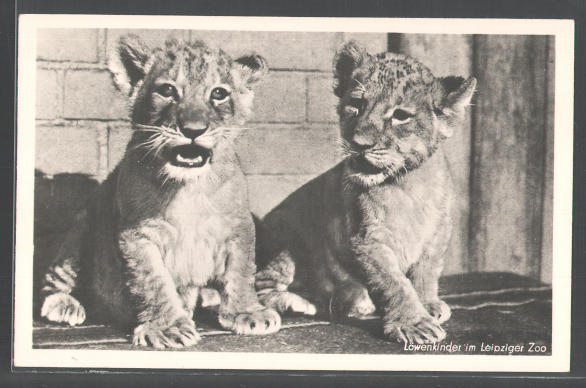 Lion cubs