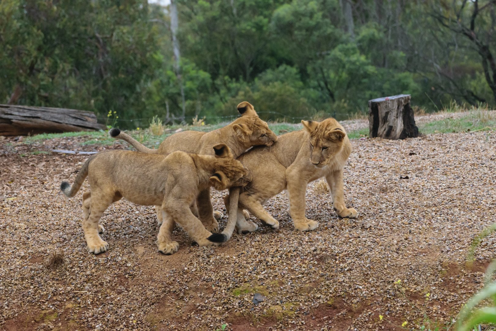 Lion Cubs