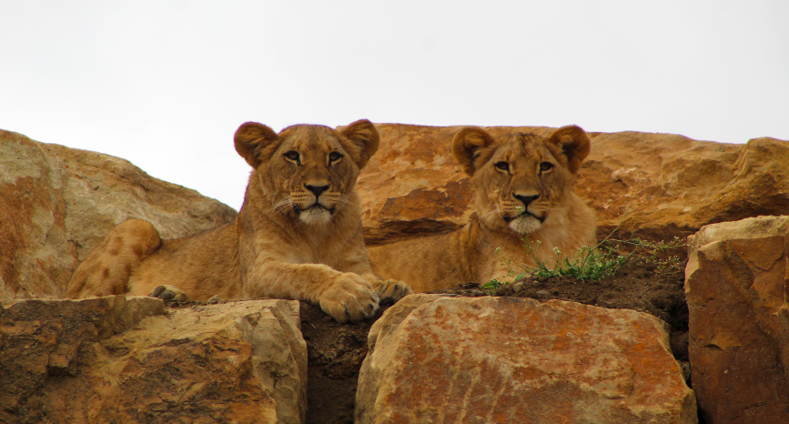 Lion Cubs