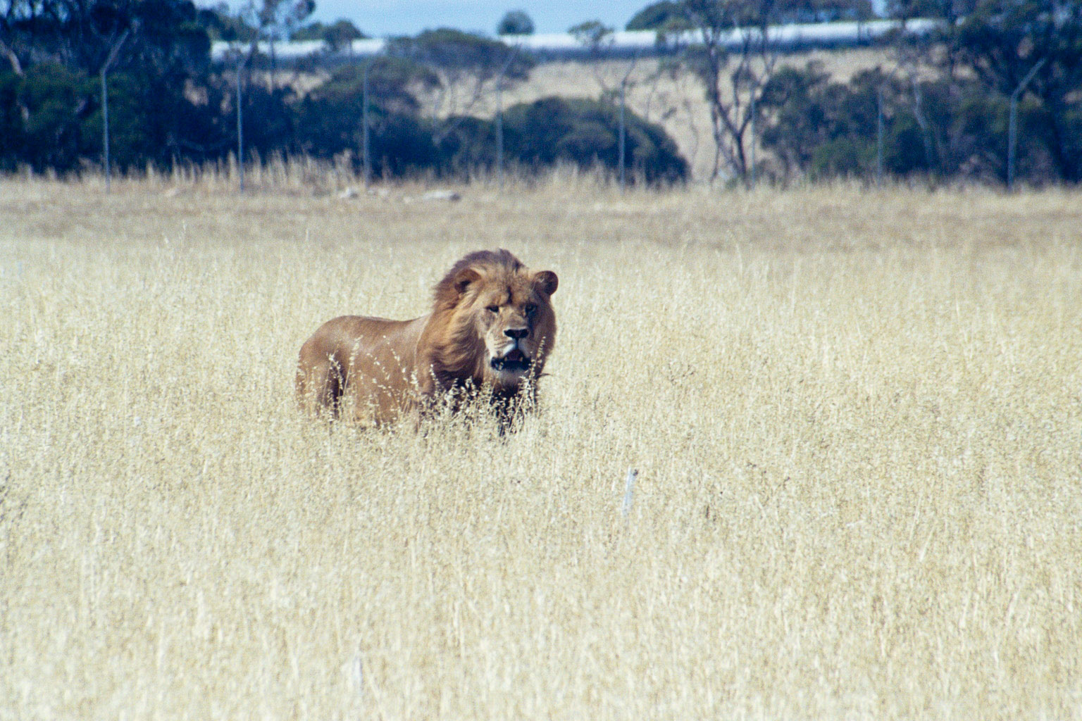 Lion - Dec 2003