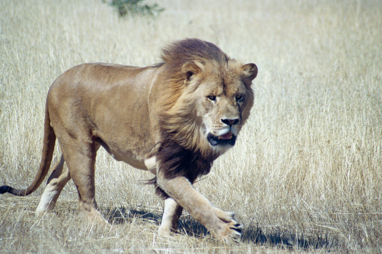 Lion - Dec 2003