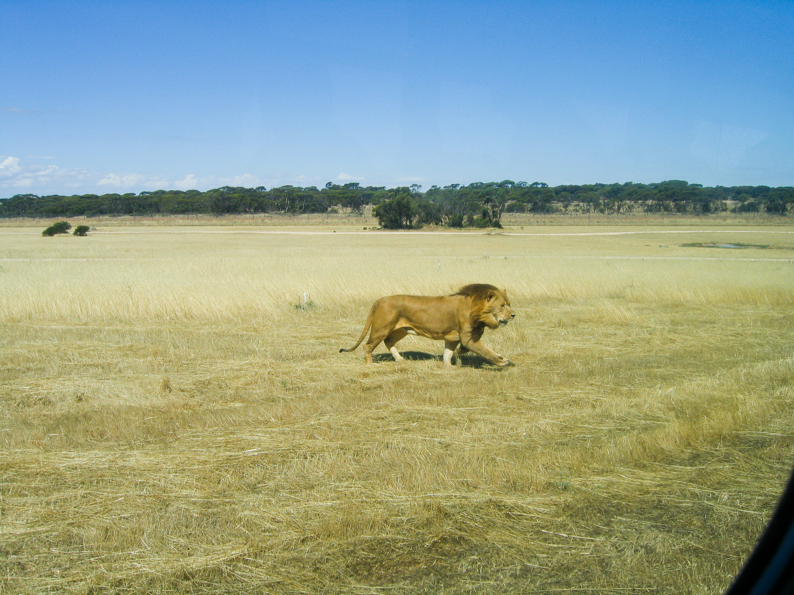 Lion - Dec 2003
