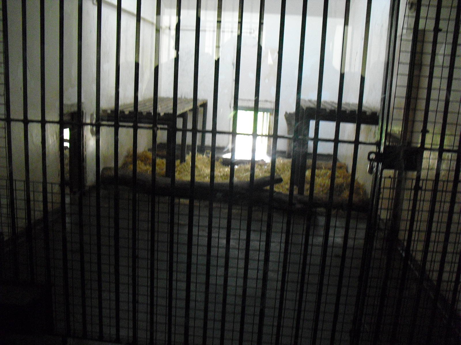 Lion Dens - 01/10/2011