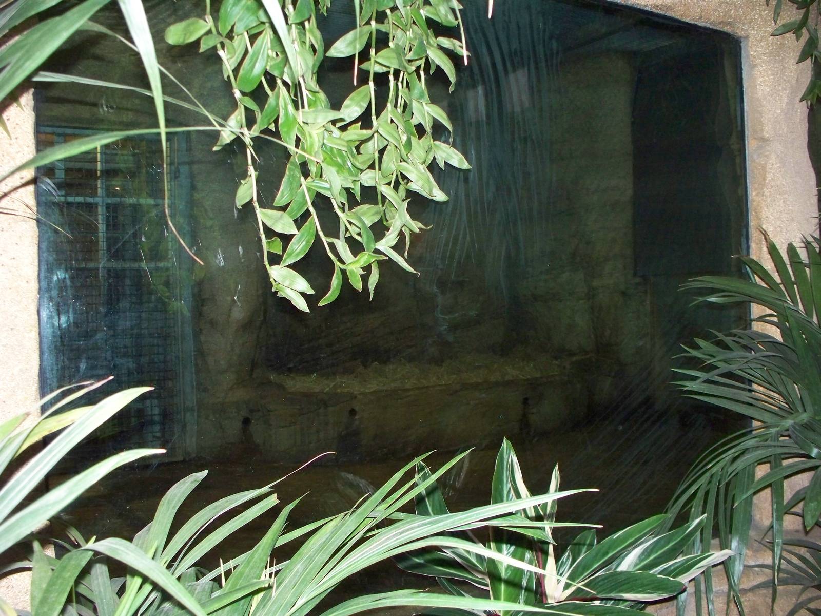 lion dens night quarters