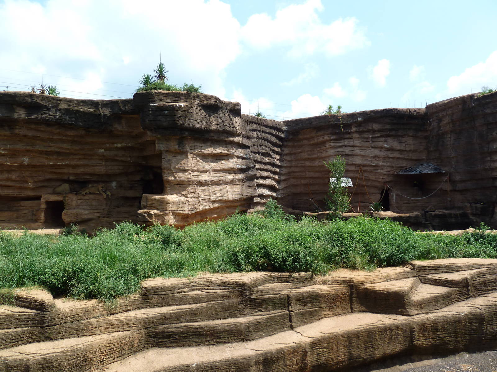 Lion + Diana Monkey Exhibits