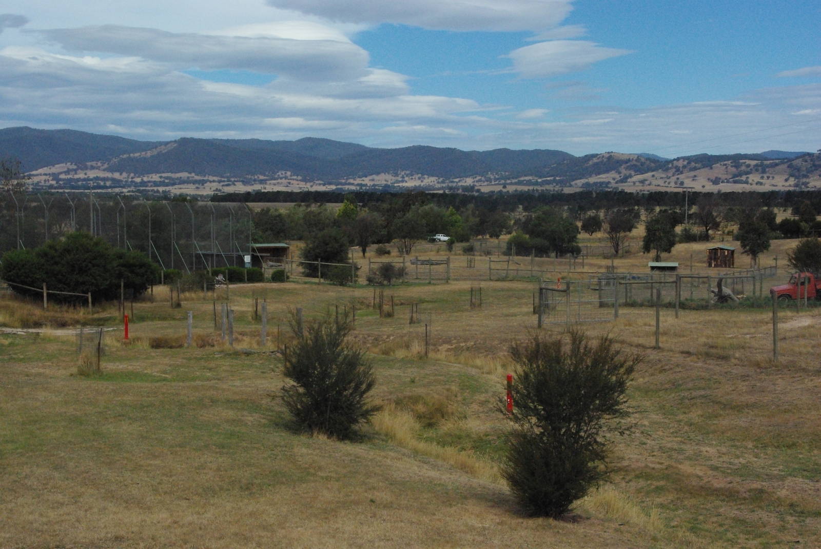 Lion & Dingo enclosures