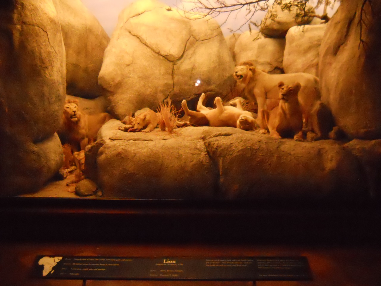 Lion Diorama, African Mammal Hall