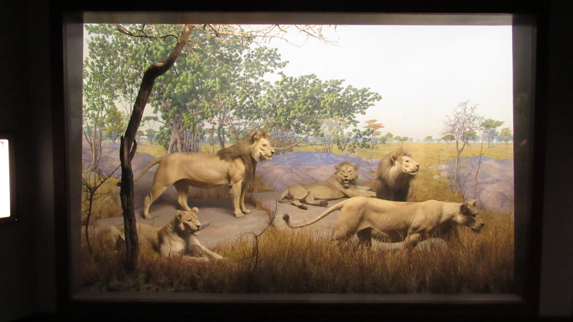 Lion Diorama