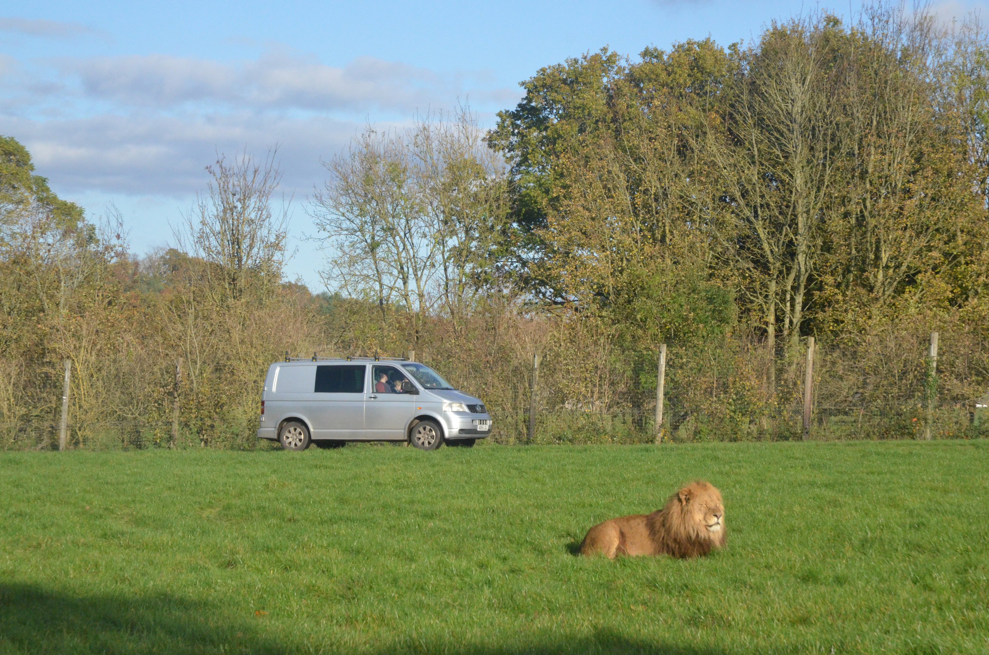 Lion Drive-through at Longleat, 03/11/19