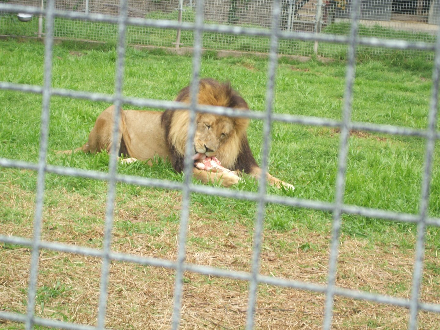 Lion eating, 2011