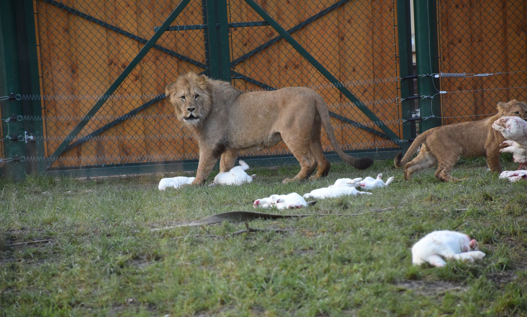 Lion eating a rabbit