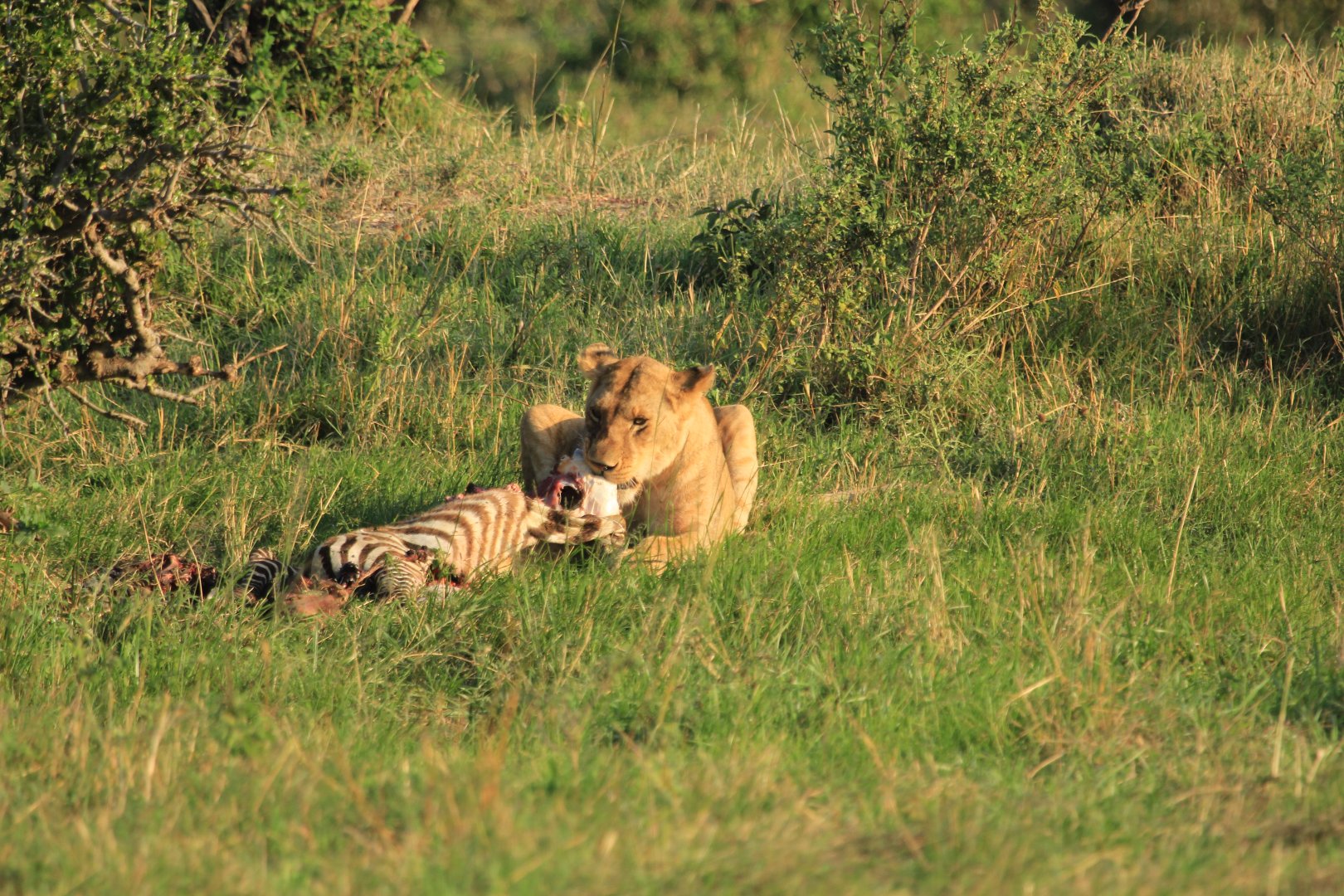 Lion eating a Zebra - Masai Mara (September 2018)