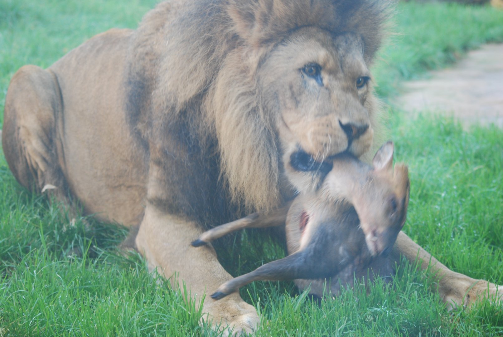 Lion eating muntjac
