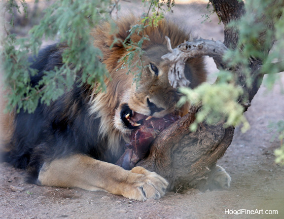 lion eating