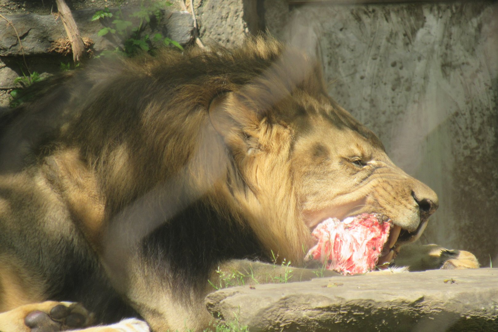 lion eating
