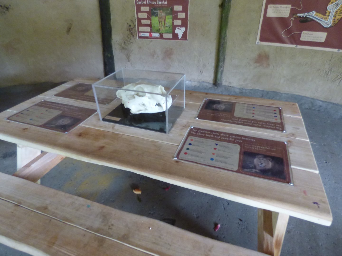 Lion education bench in Cheetah Yurt