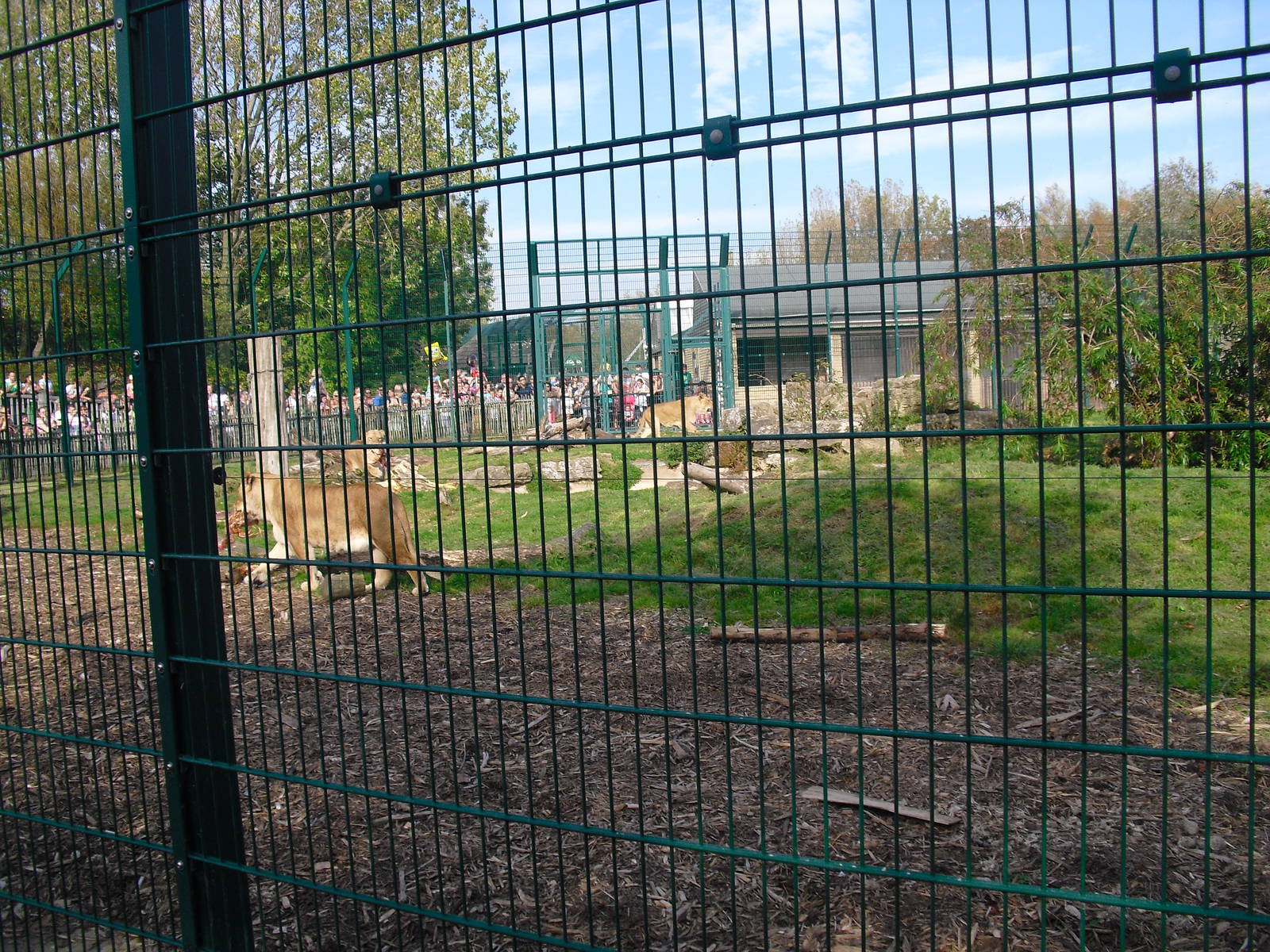Lion Enclosure - 01/10/2011