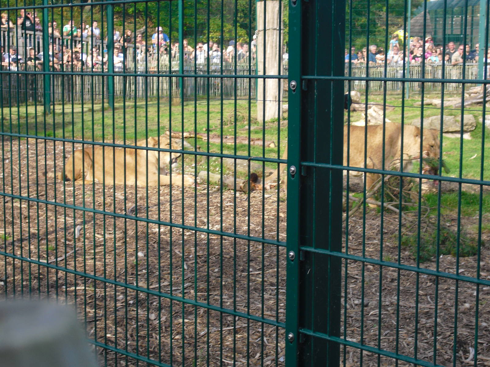 Lion Enclosure 01/10/2011