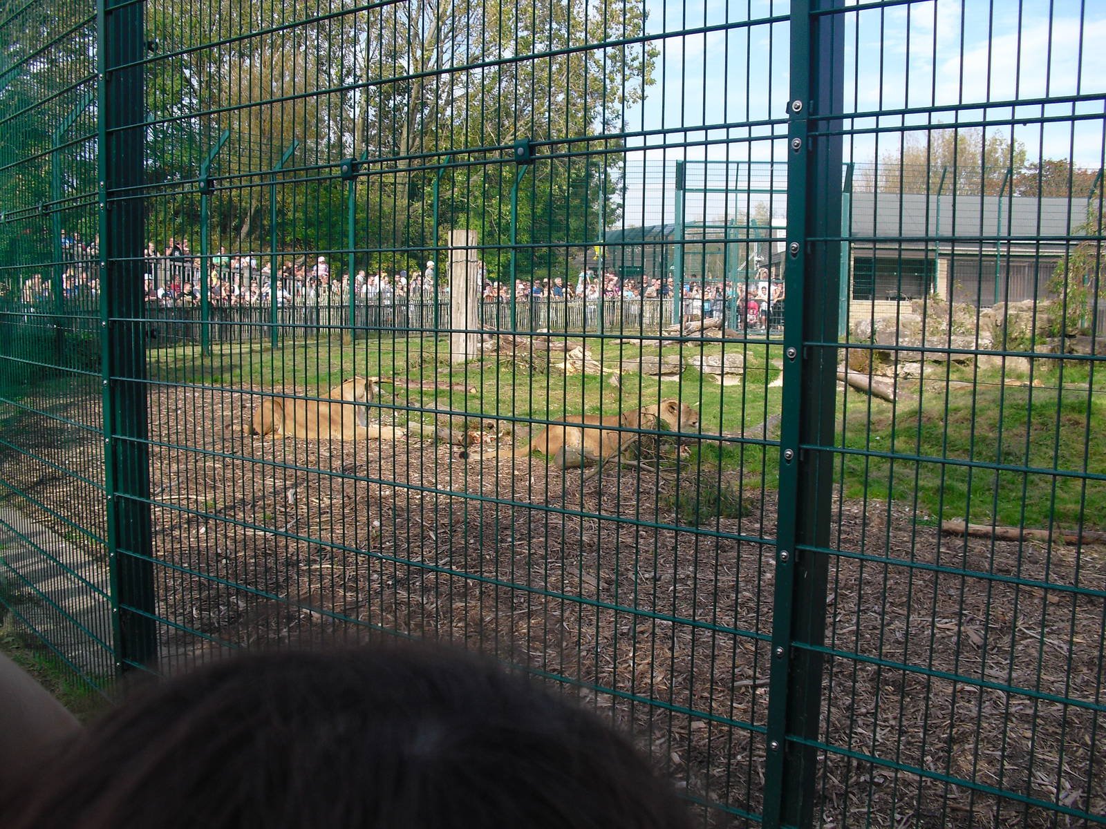 Lion Enclosure 01/10/2011