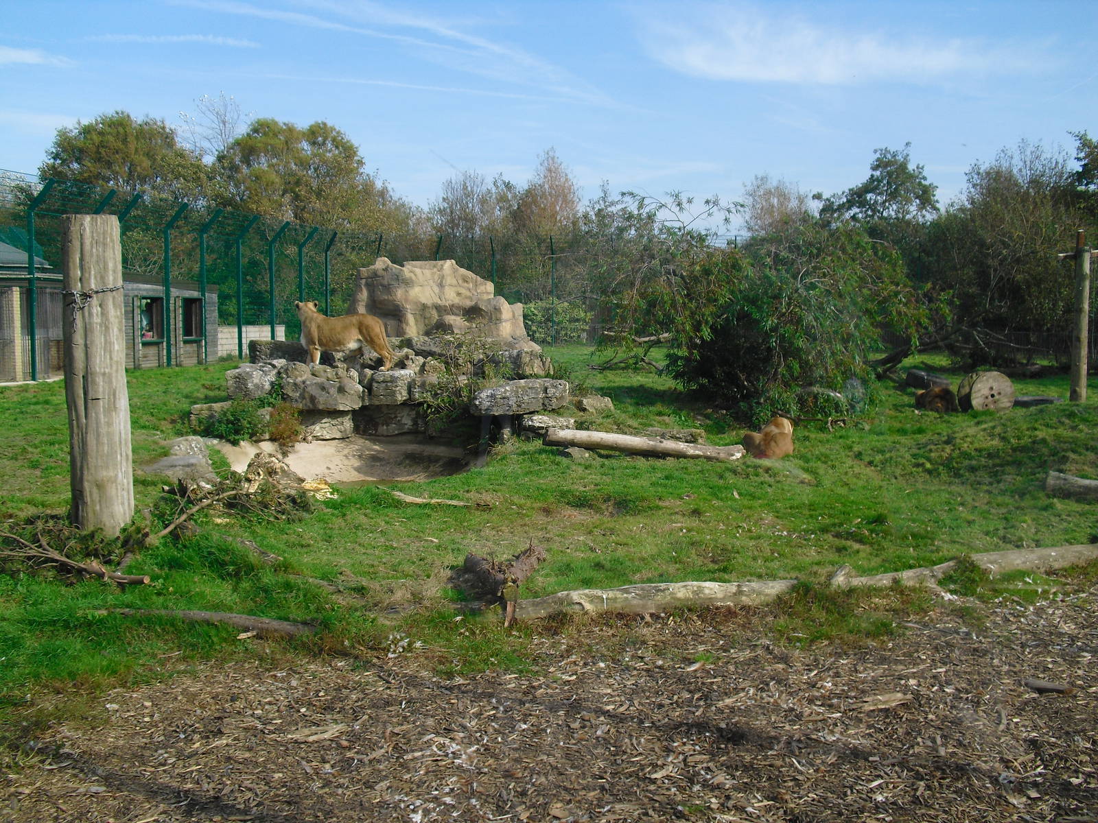 Lion Enclosure - 01/10/2011