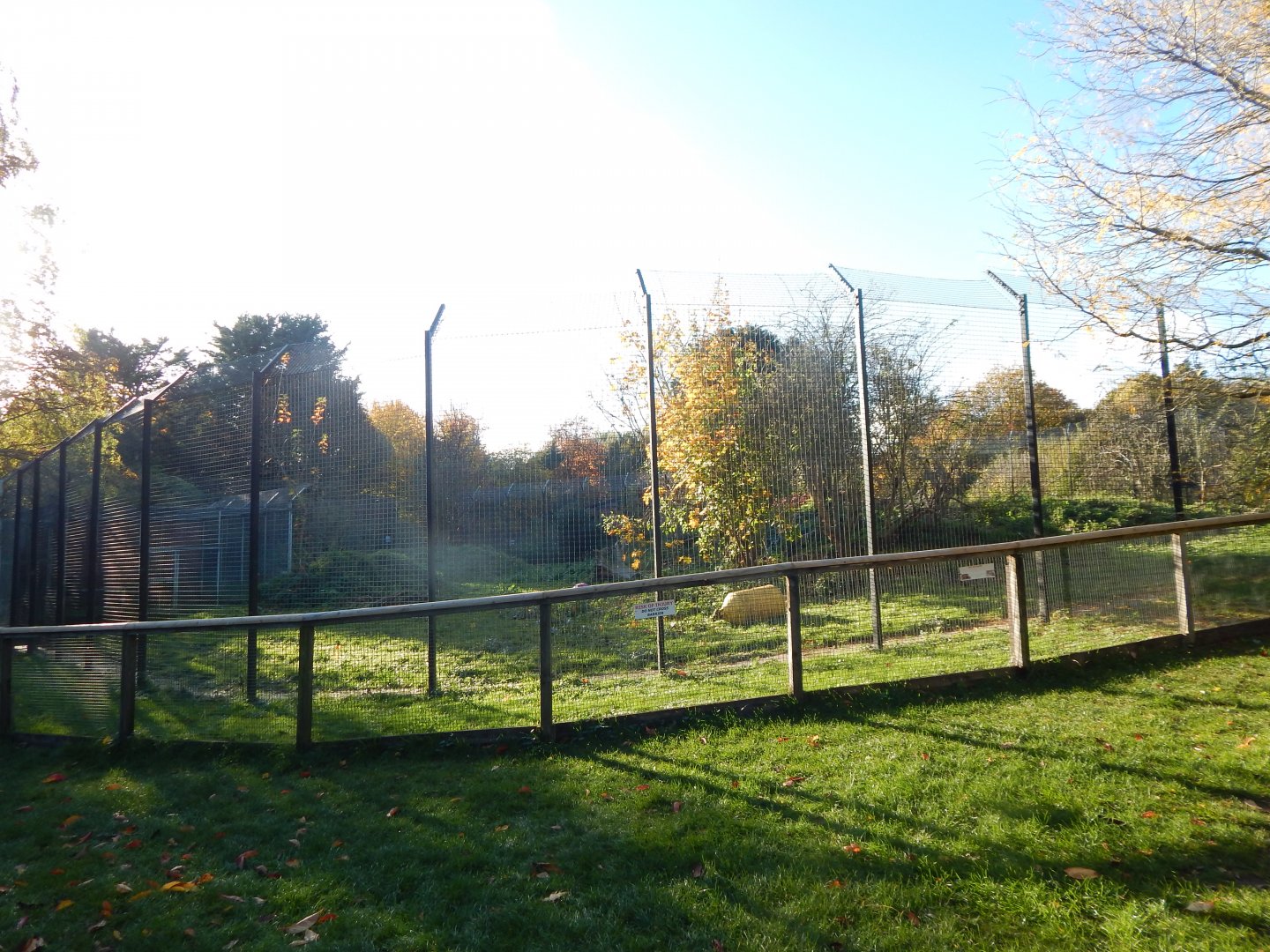Lion enclosure 011125