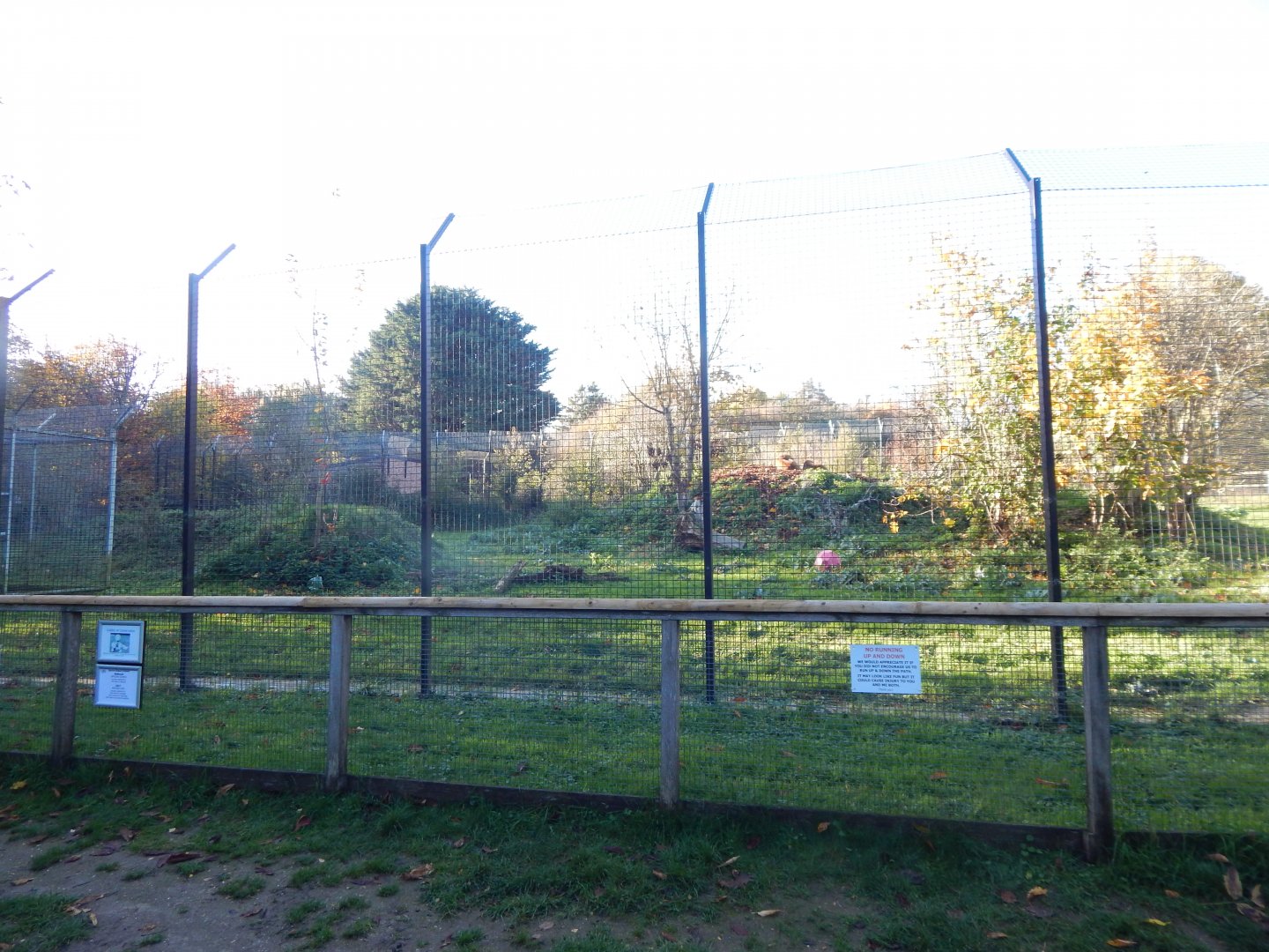 Lion enclosure 011125