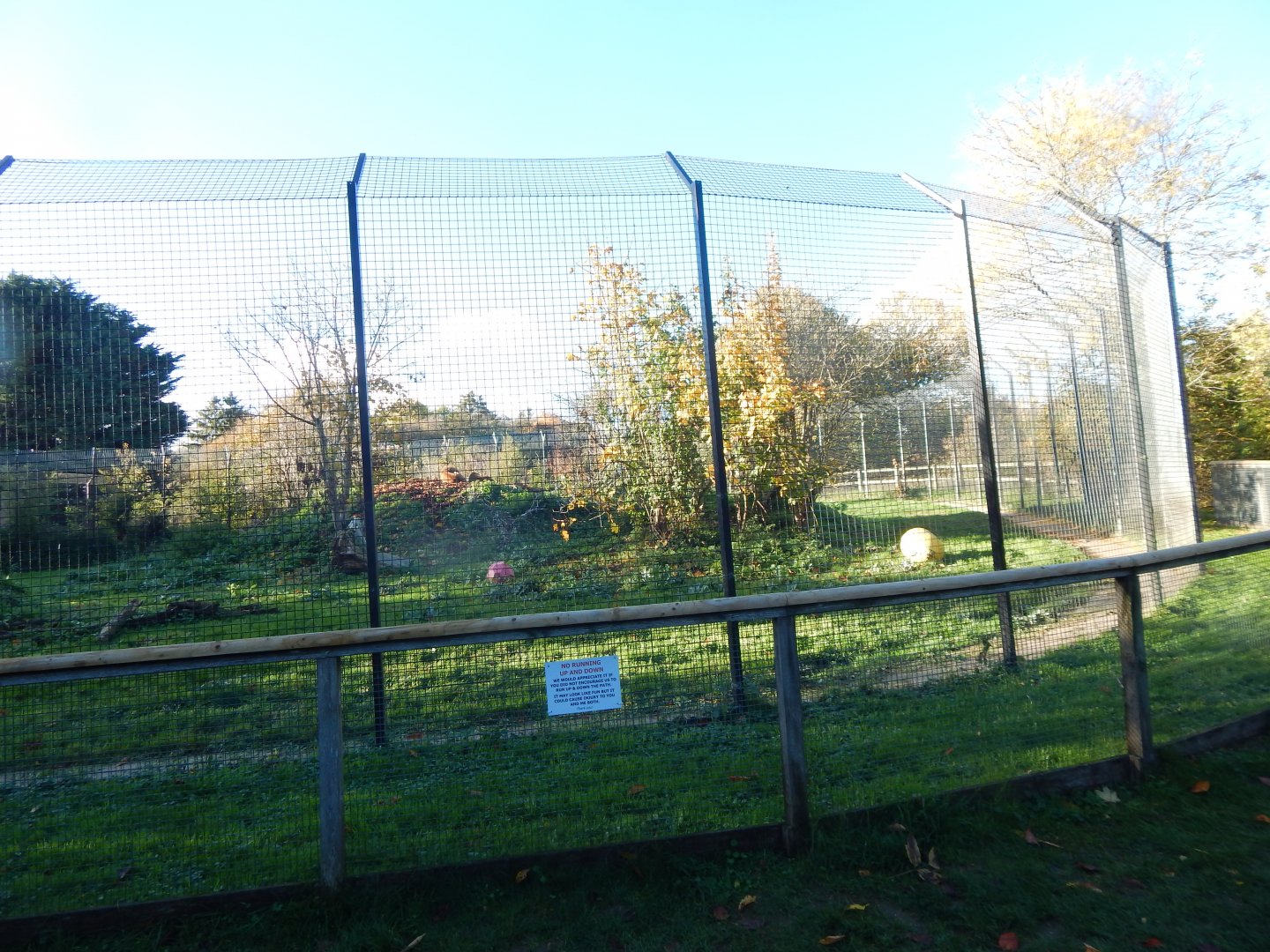 Lion enclosure 011125