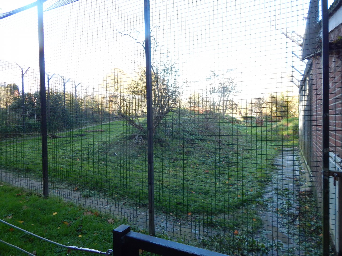 Lion enclosure 011125