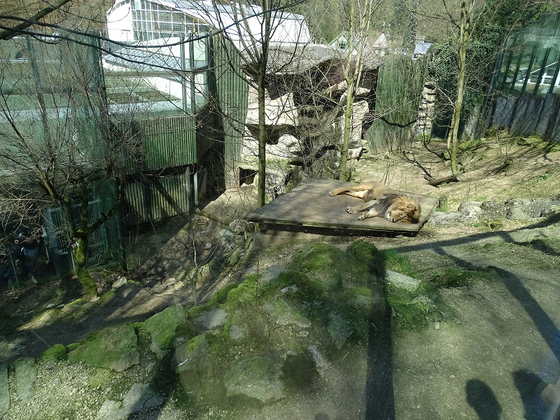 Lion enclosure (04/23)