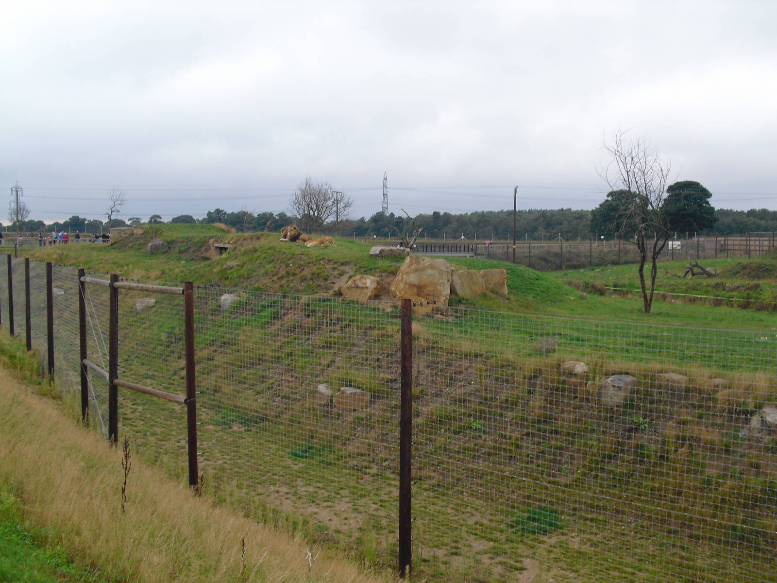 Lion Enclosure - 06/09/2011