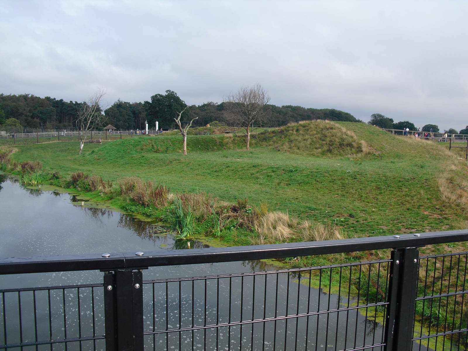 Lion Enclosure - 06/09/2011