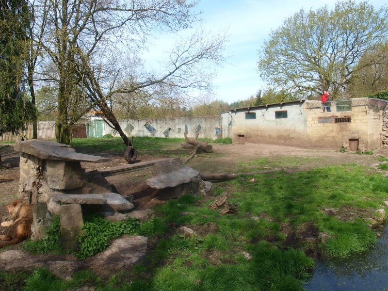 Lion enclosure 1 (April 19th, 2015)