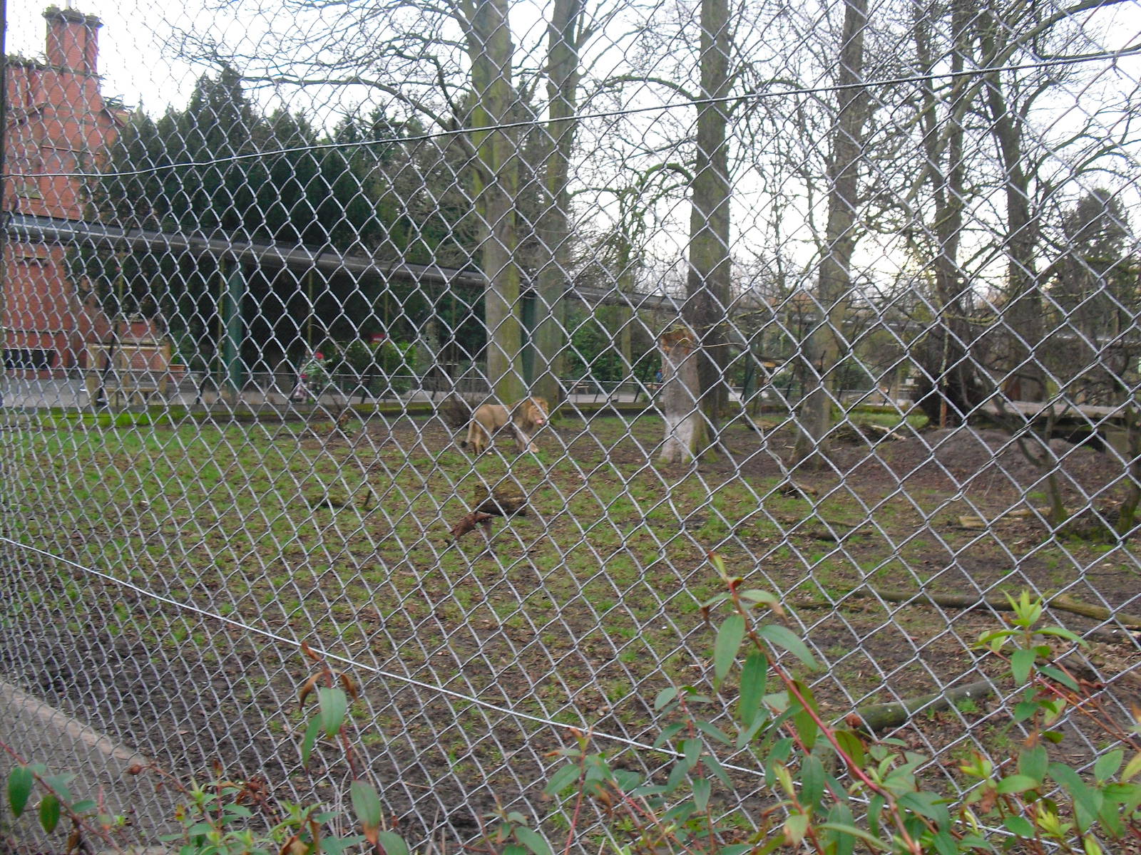 Lion Enclosure - 16/02/2011