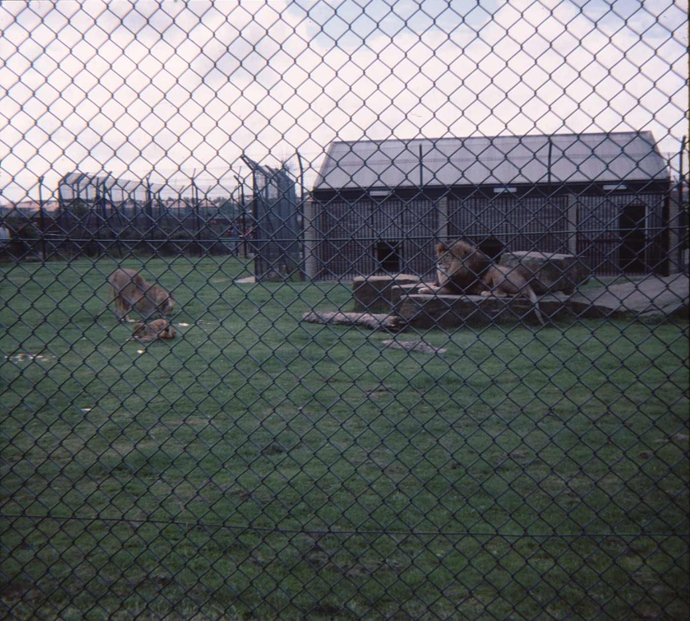 Lion Enclosure 1979