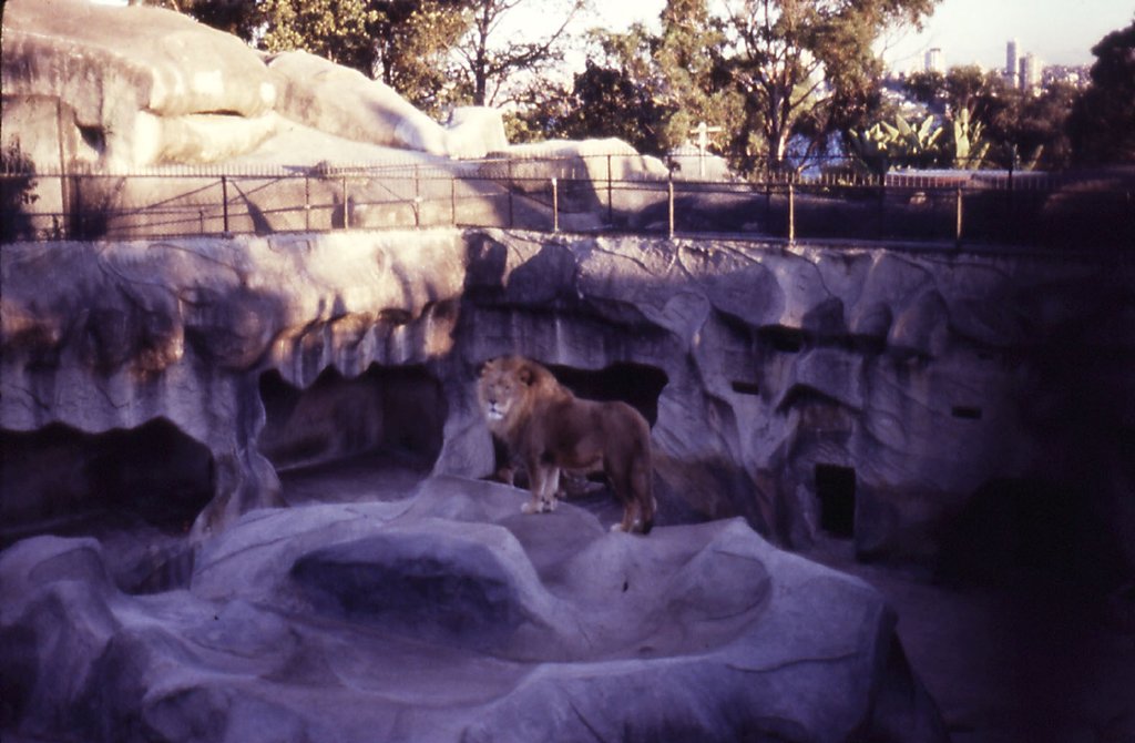 Lion enclosure, 1981