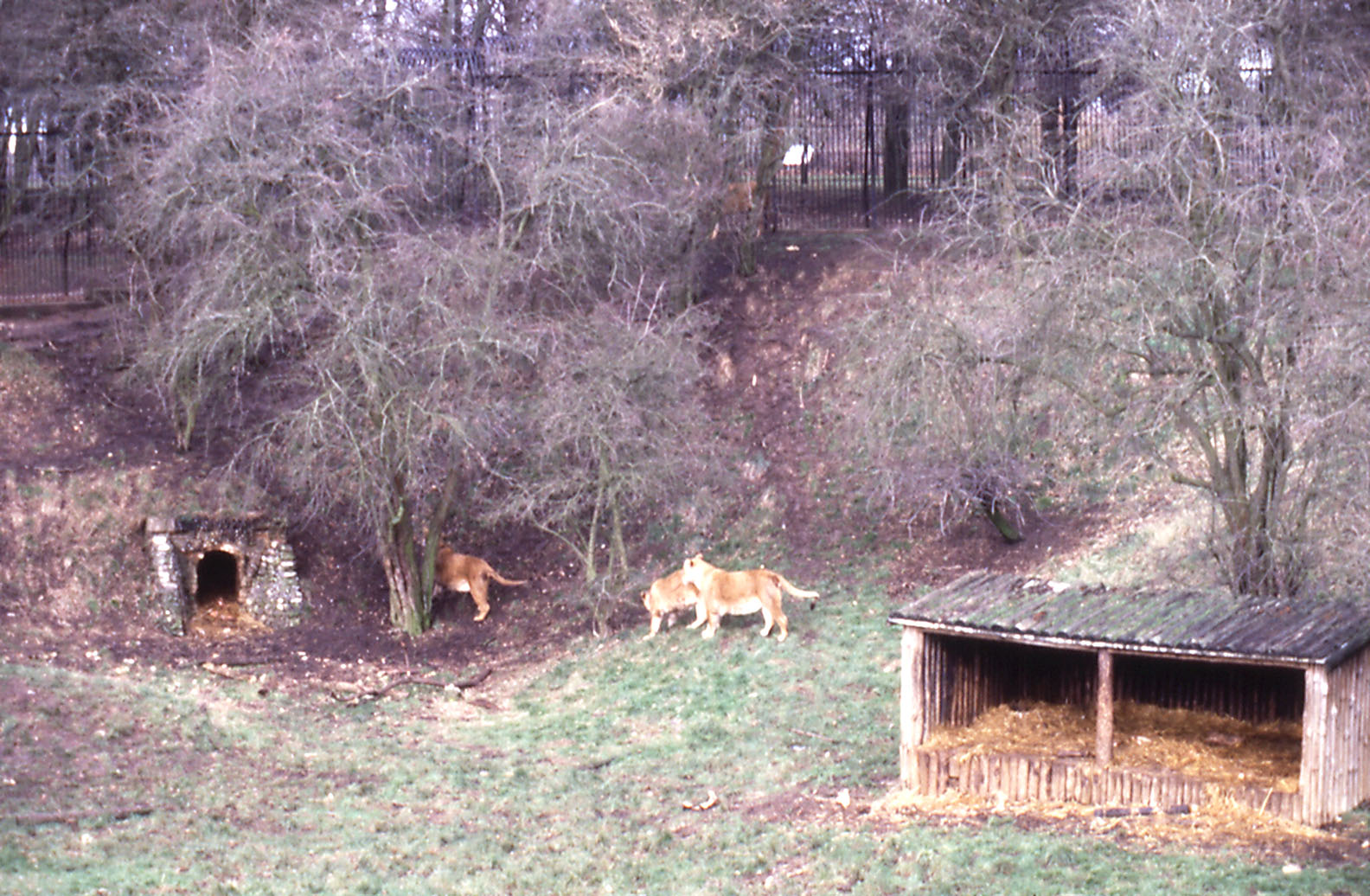 Lion Enclosure - 1984