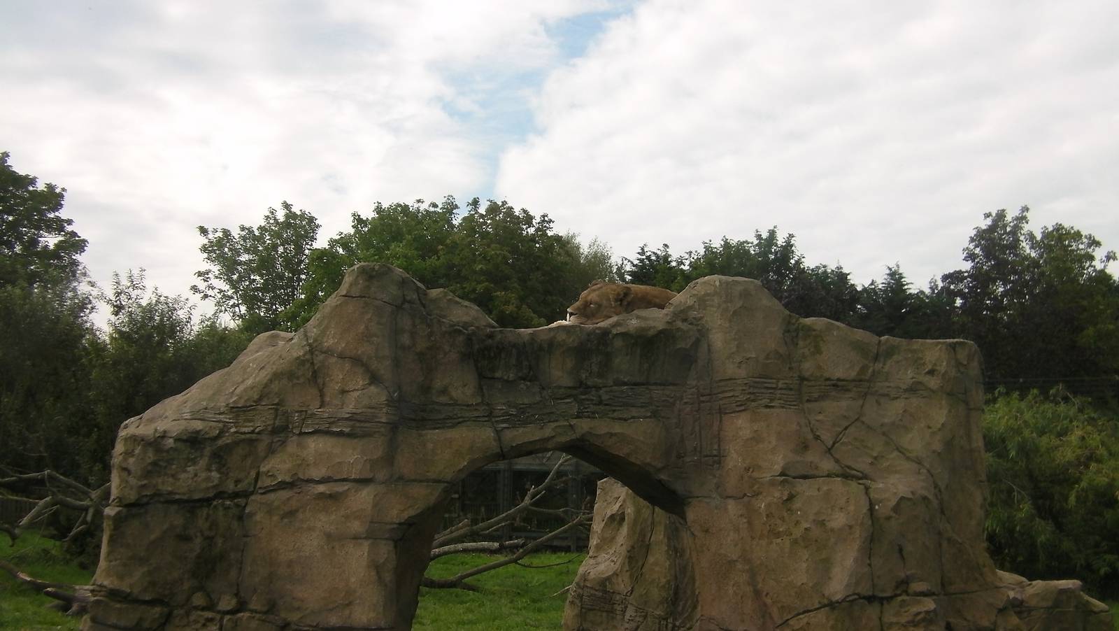 Lion Enclosure -26.08.2011