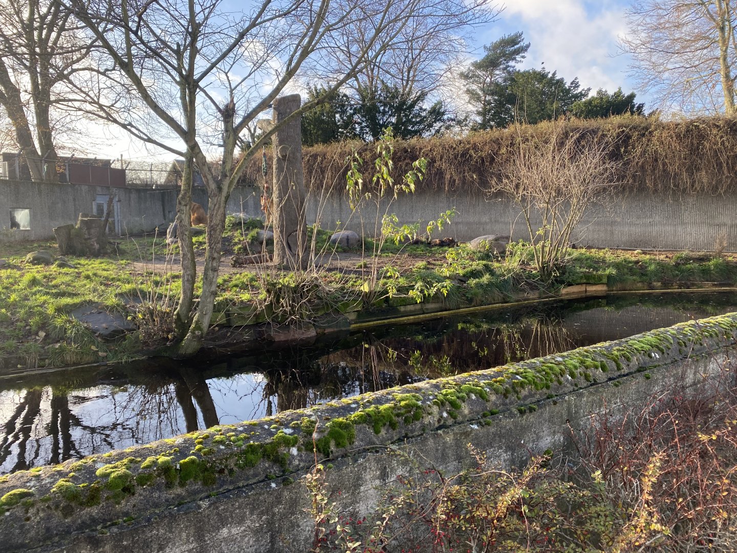 Lion enclosure 261124