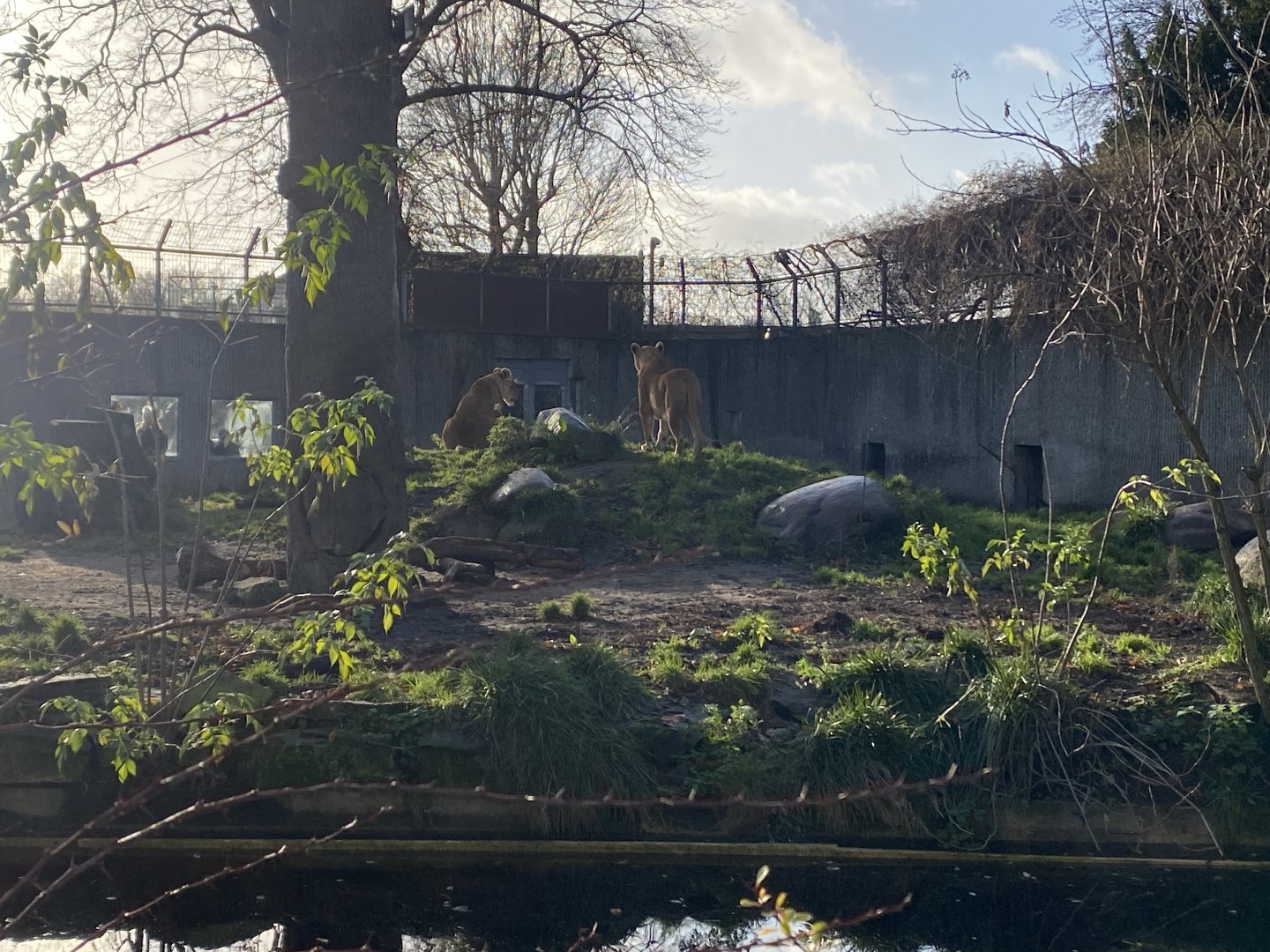 Lion enclosure 261124