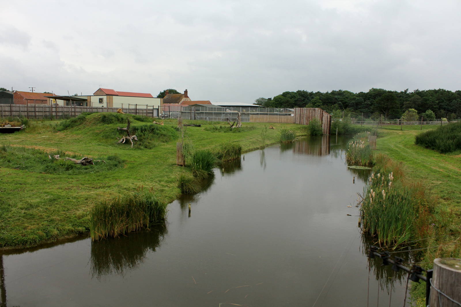 Lion enclosure.29/6/14