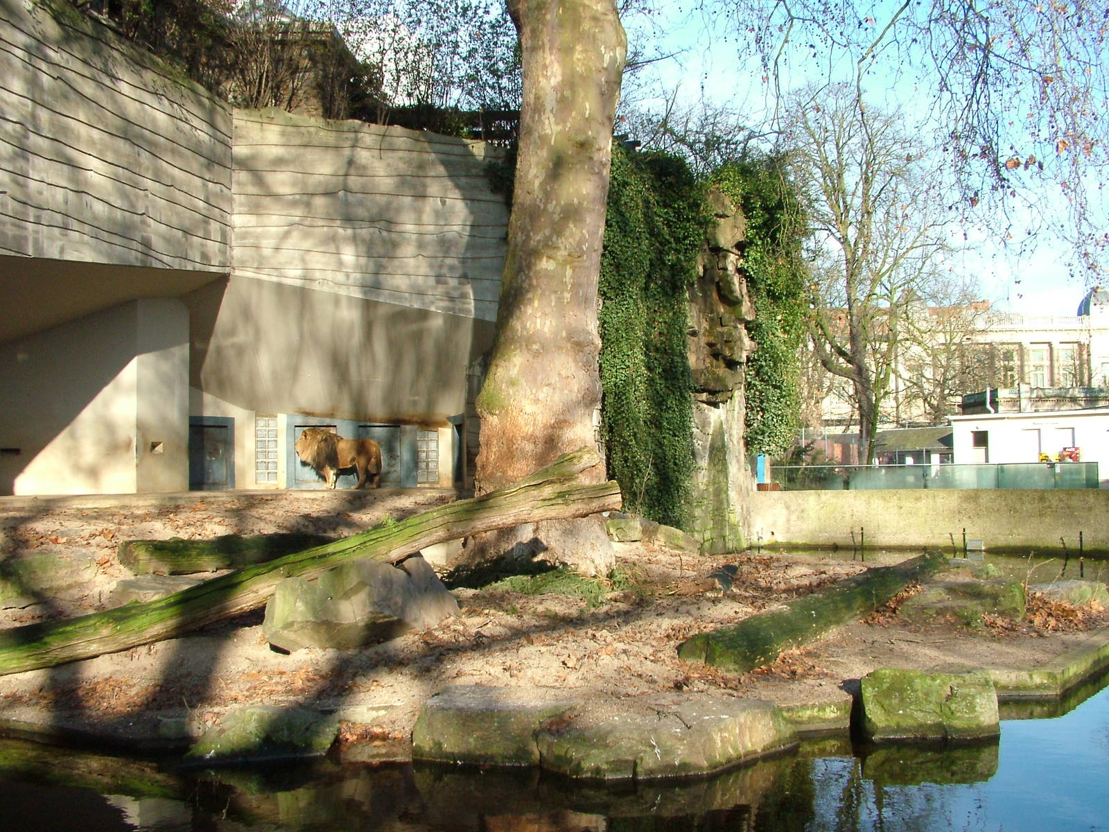 Lion enclosure at Antwerp Zoo Jan 09