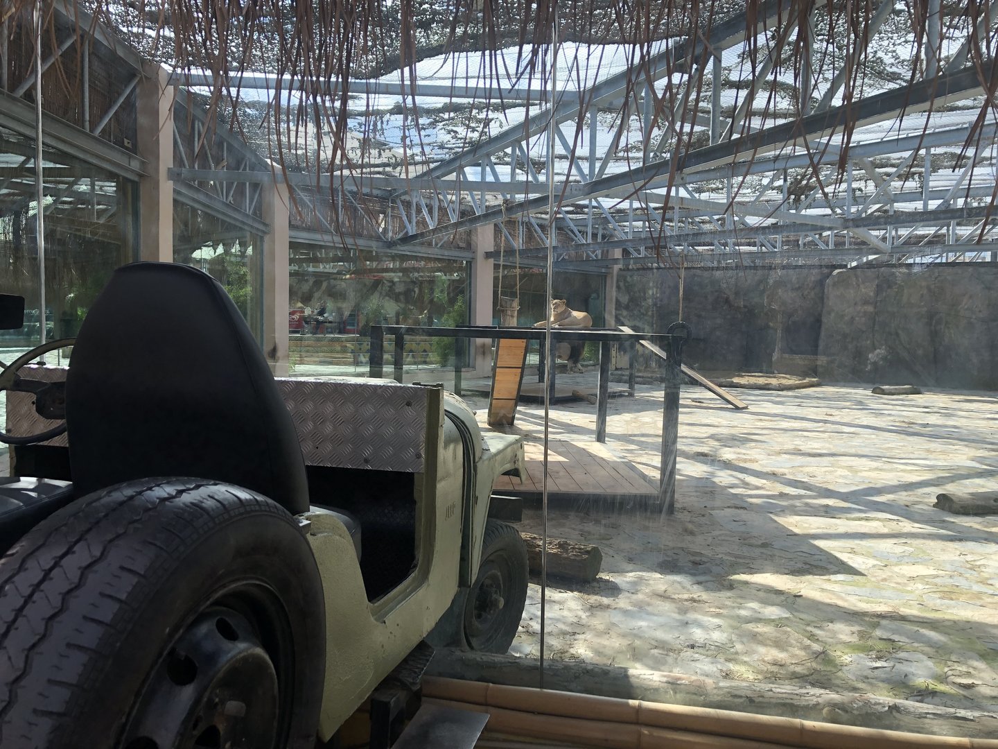 Lion Enclosure at Aslan Park