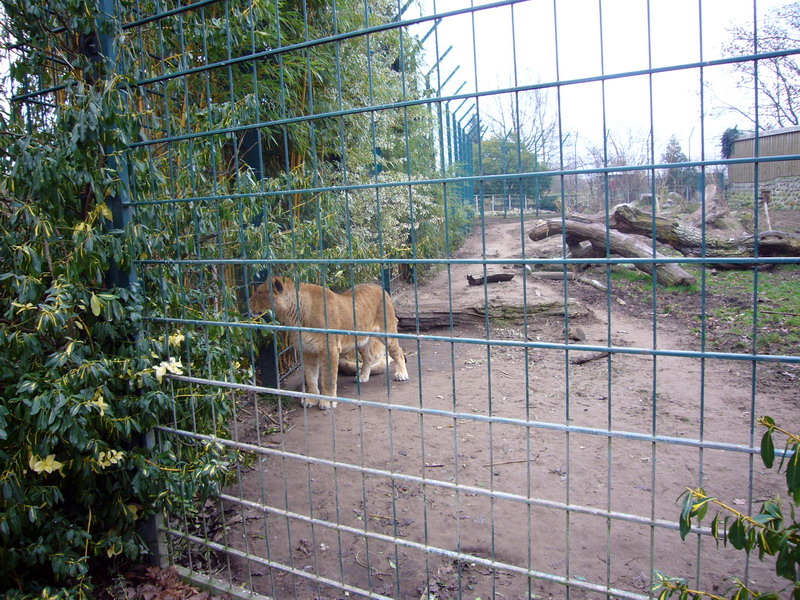 Lion enclosure at Grömitz