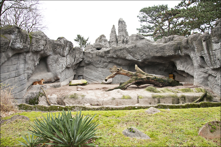 Lion enclosure at Hamburg