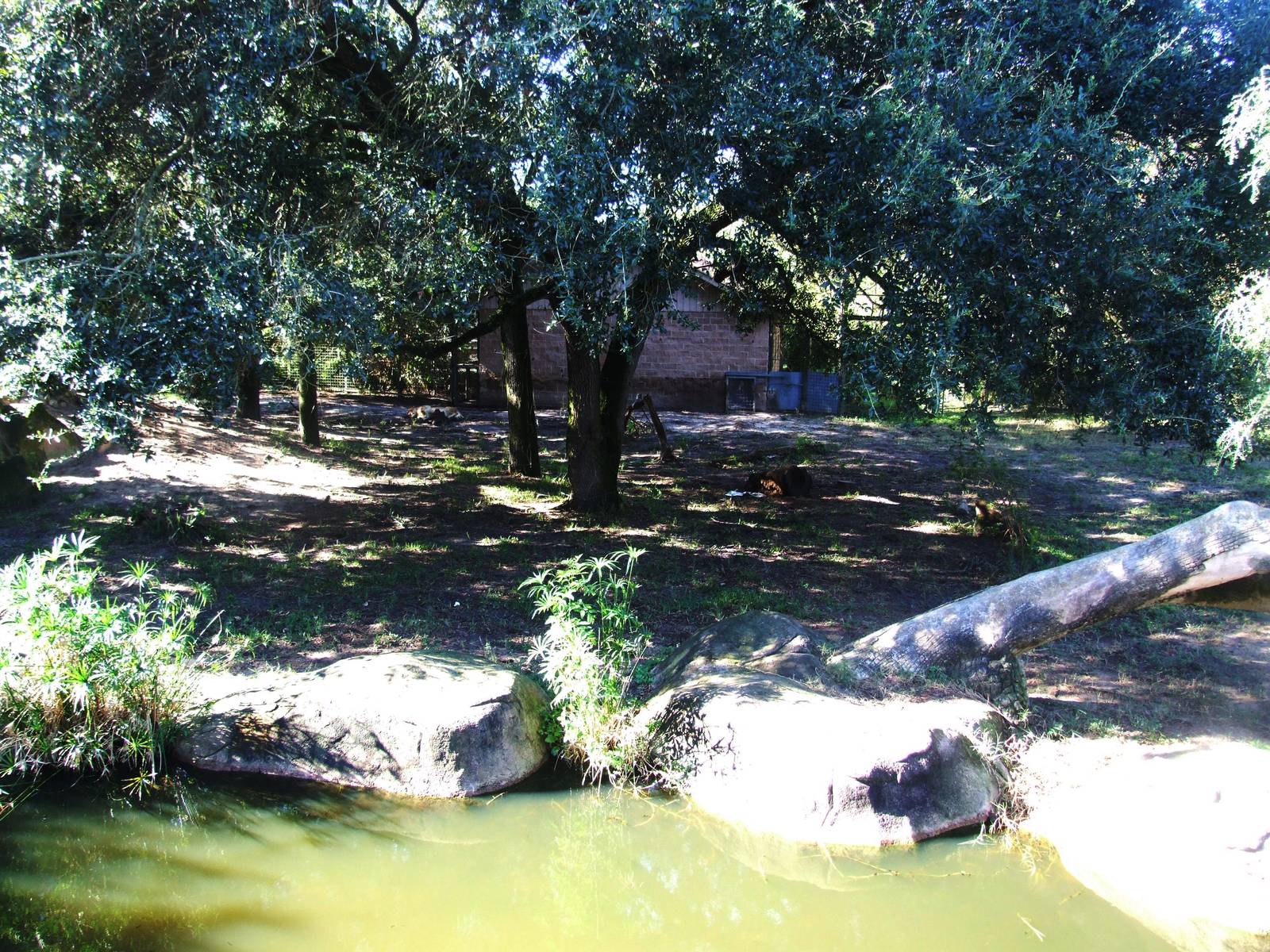 Lion Enclosure at Jacksonville, 10/10/13