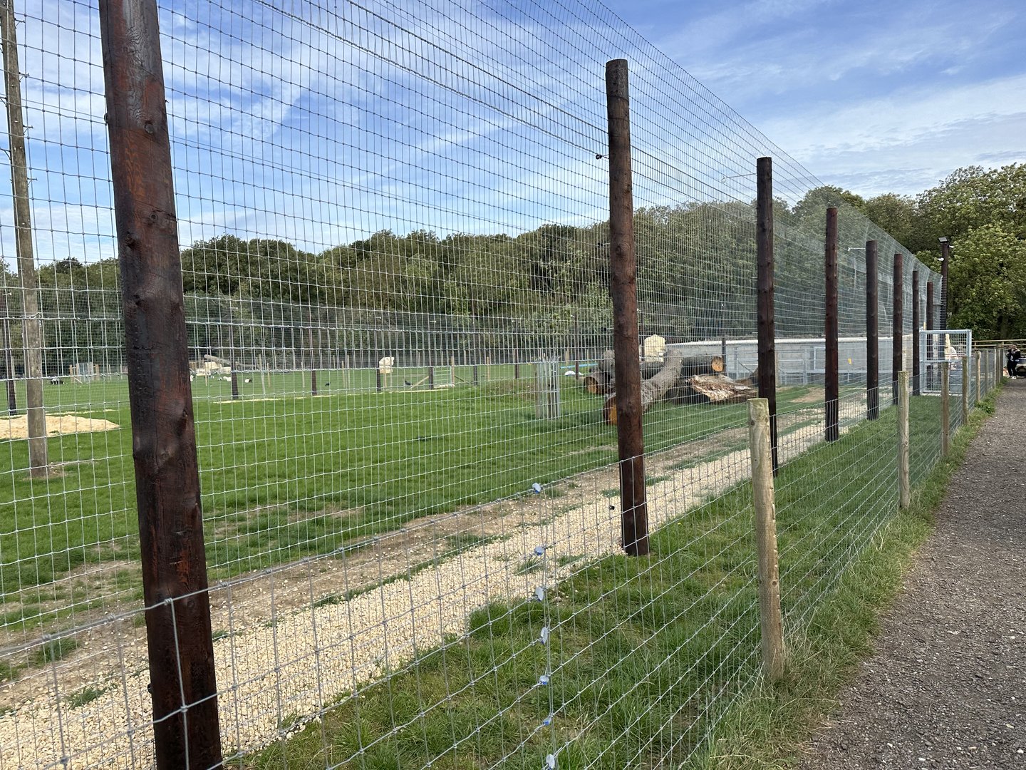 Lion Enclosure at Johnsons of Old Hurst (October 2023)